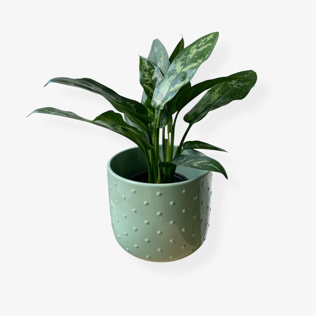 Aglaonema Maria - 4 po