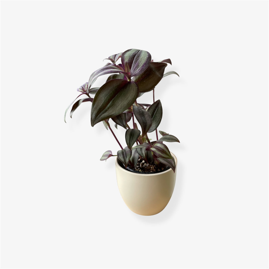 Tradescantia zebrina - 3 in