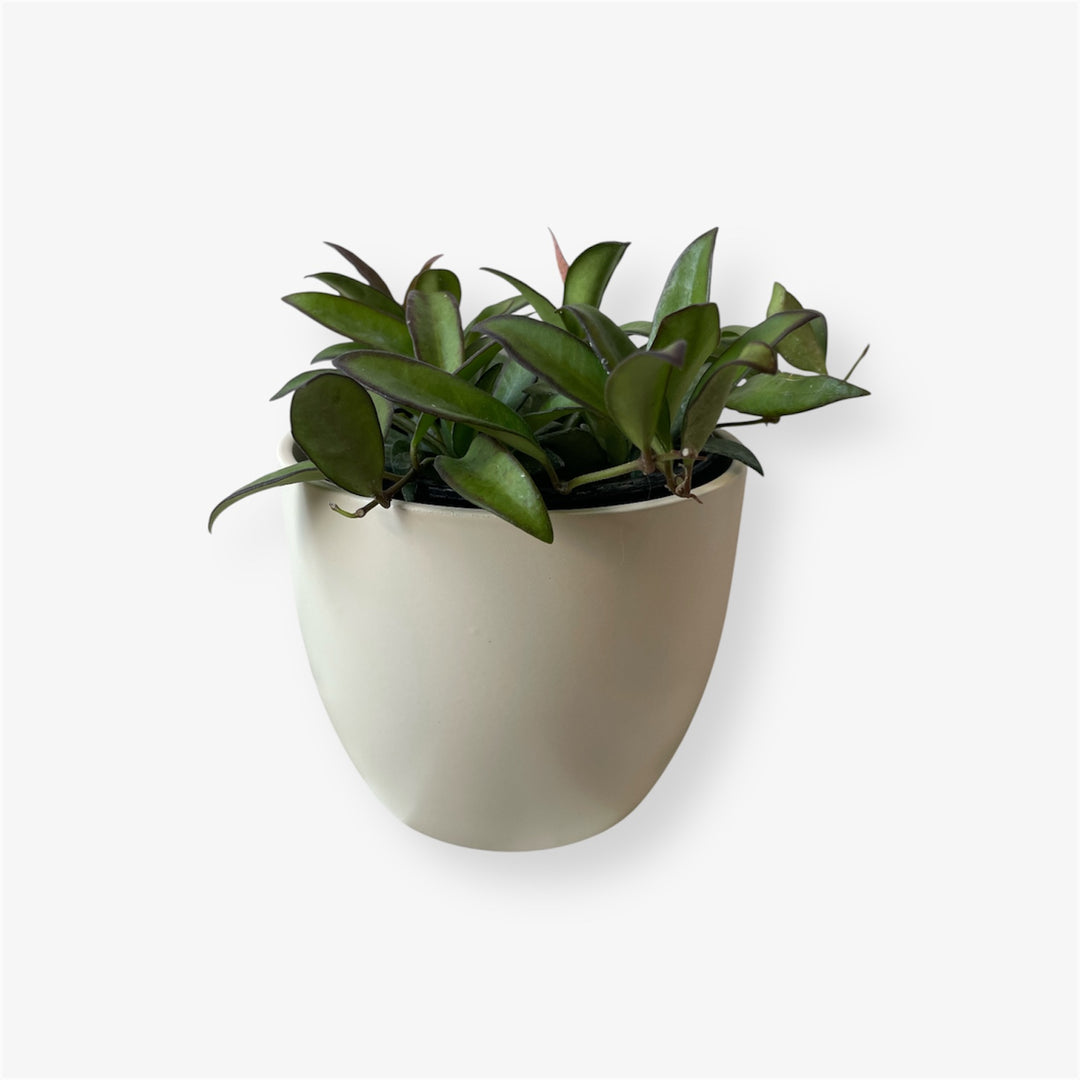 Hoya exotica - 4in