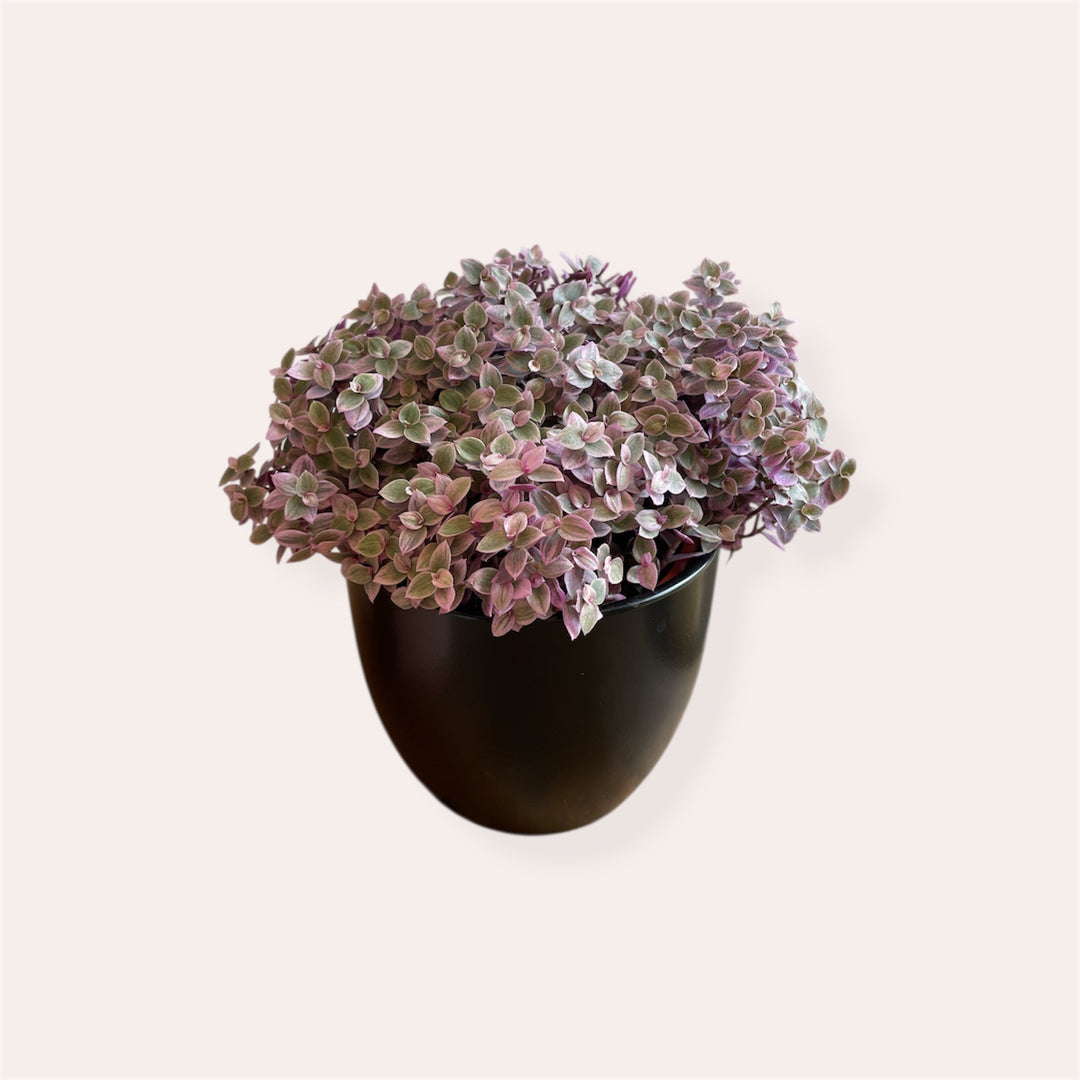 Callisia Pink Lady - 4 in
