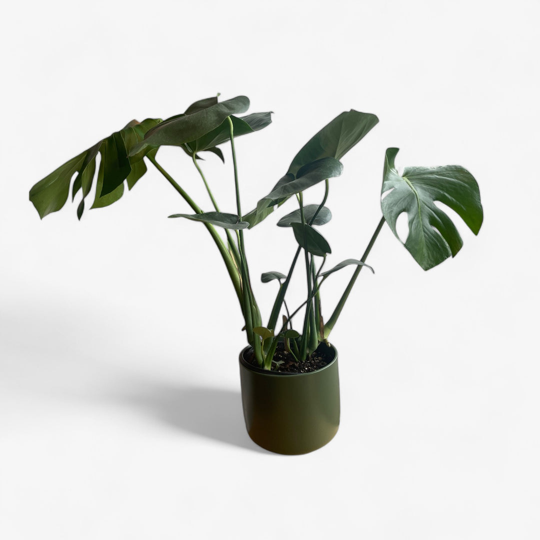 Philodendron Monstera Deliciosa - 6 po