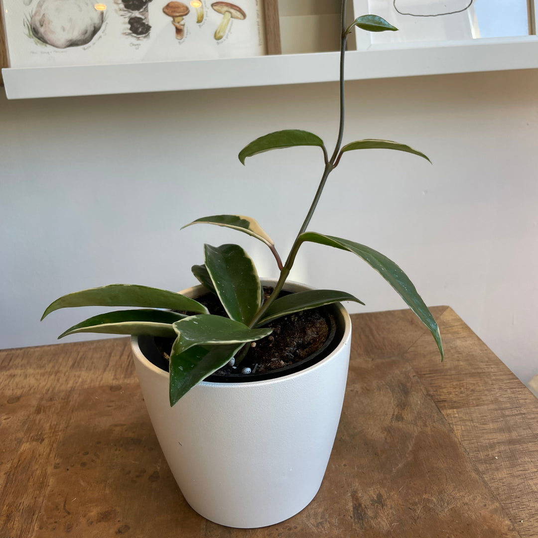 Hoya Krimson Queen - 4 po