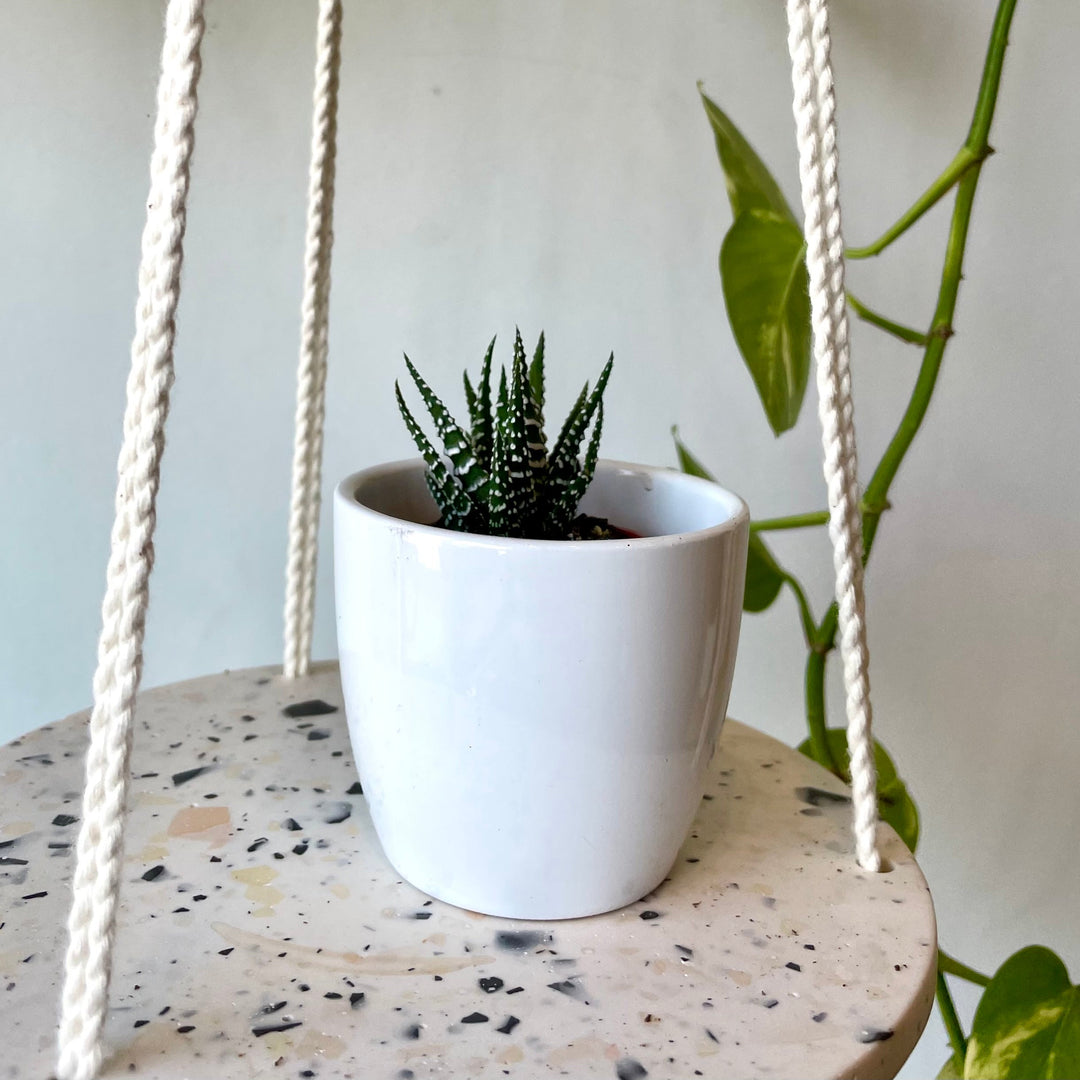 Haworthia - 1.5 in