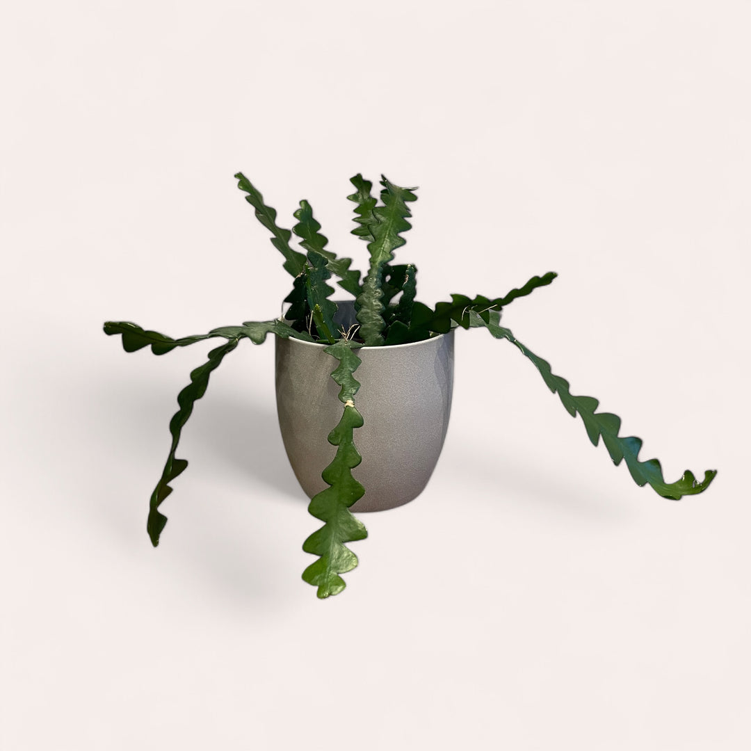 Zig Zag Cactus - 6 in.