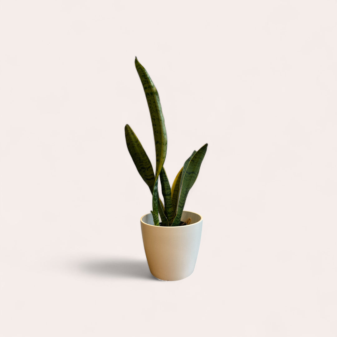 Sansevieria Laurentii - 6 in