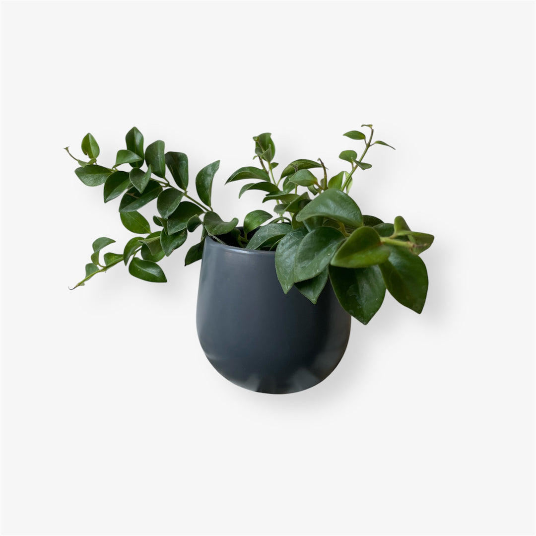 Aeschynanthus - 4 po