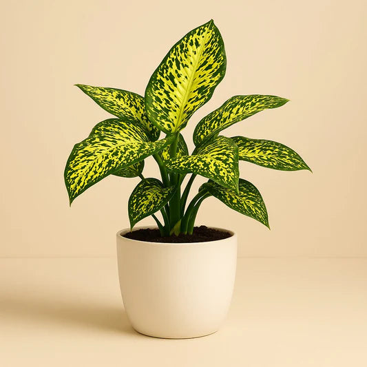 Dieffenbachia Asst - 3 po