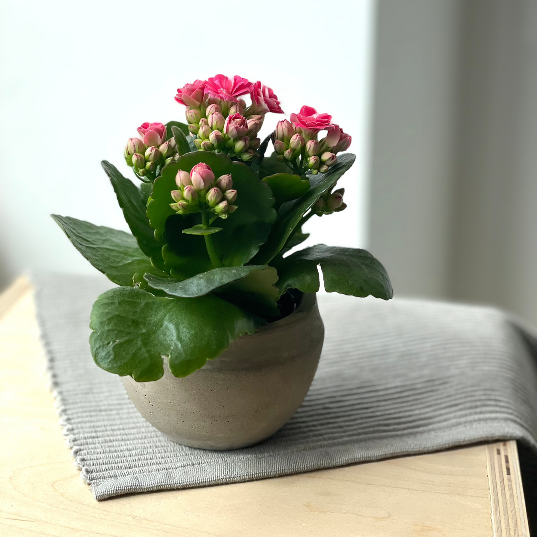 Kalanchoe - 2.5 po