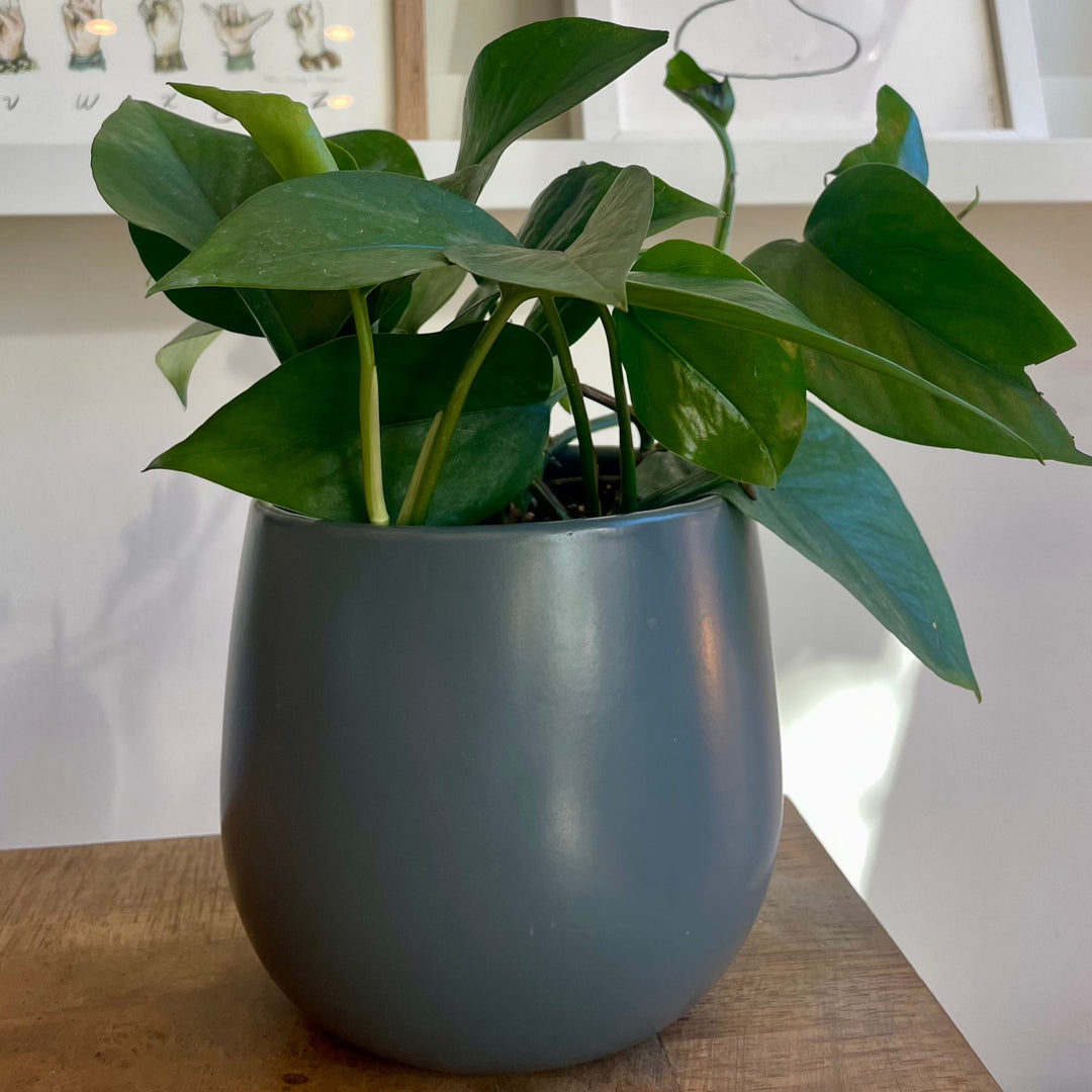 Pothos Jade - 4 in