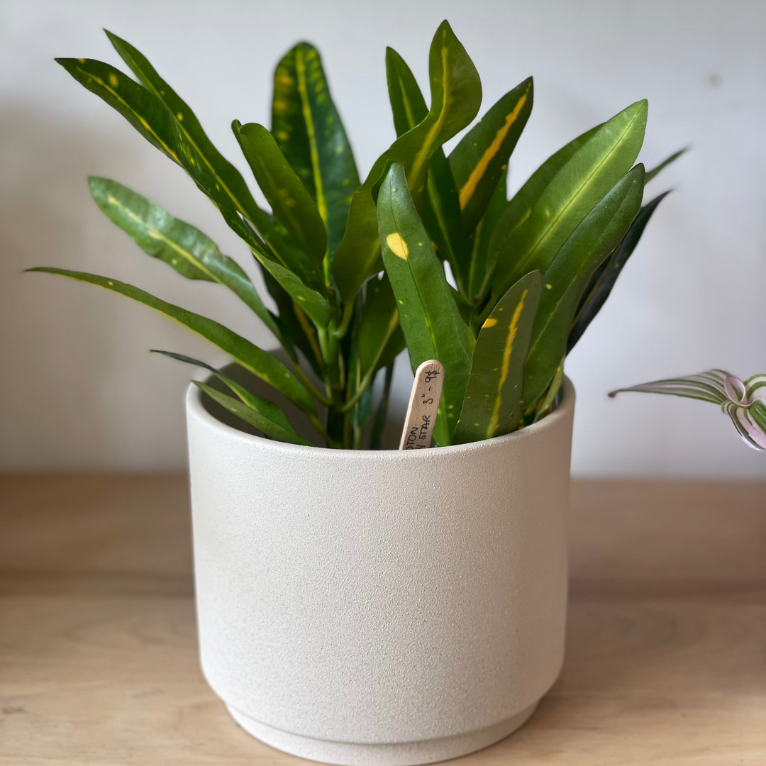Croton Sunny Star - 3 po