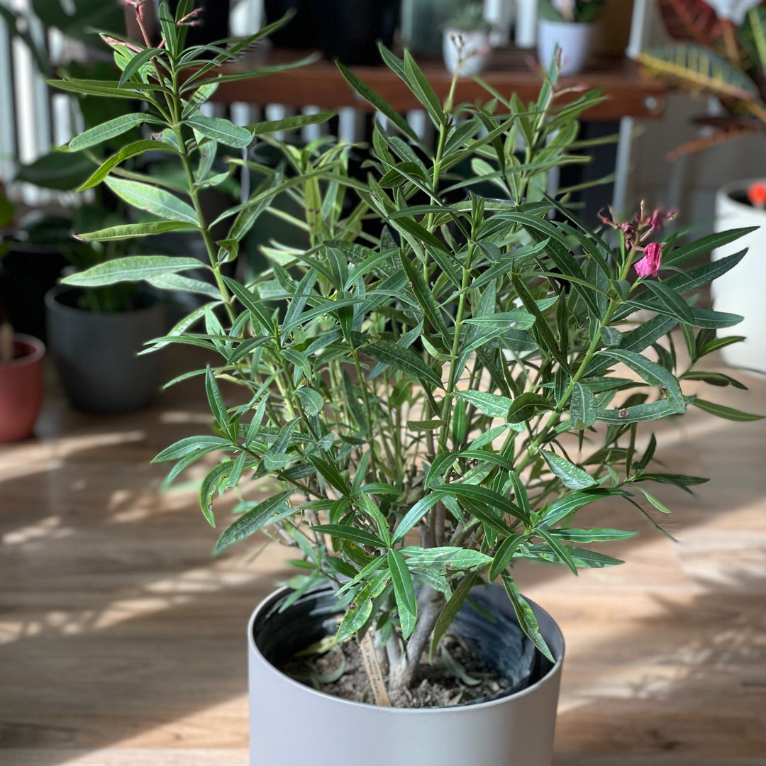 Ficus Elastica Burgundy - 6 in.