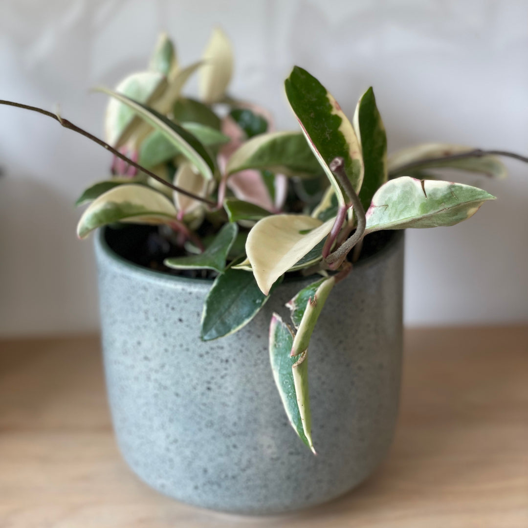 Hoya Krimson Queen - 4 in.