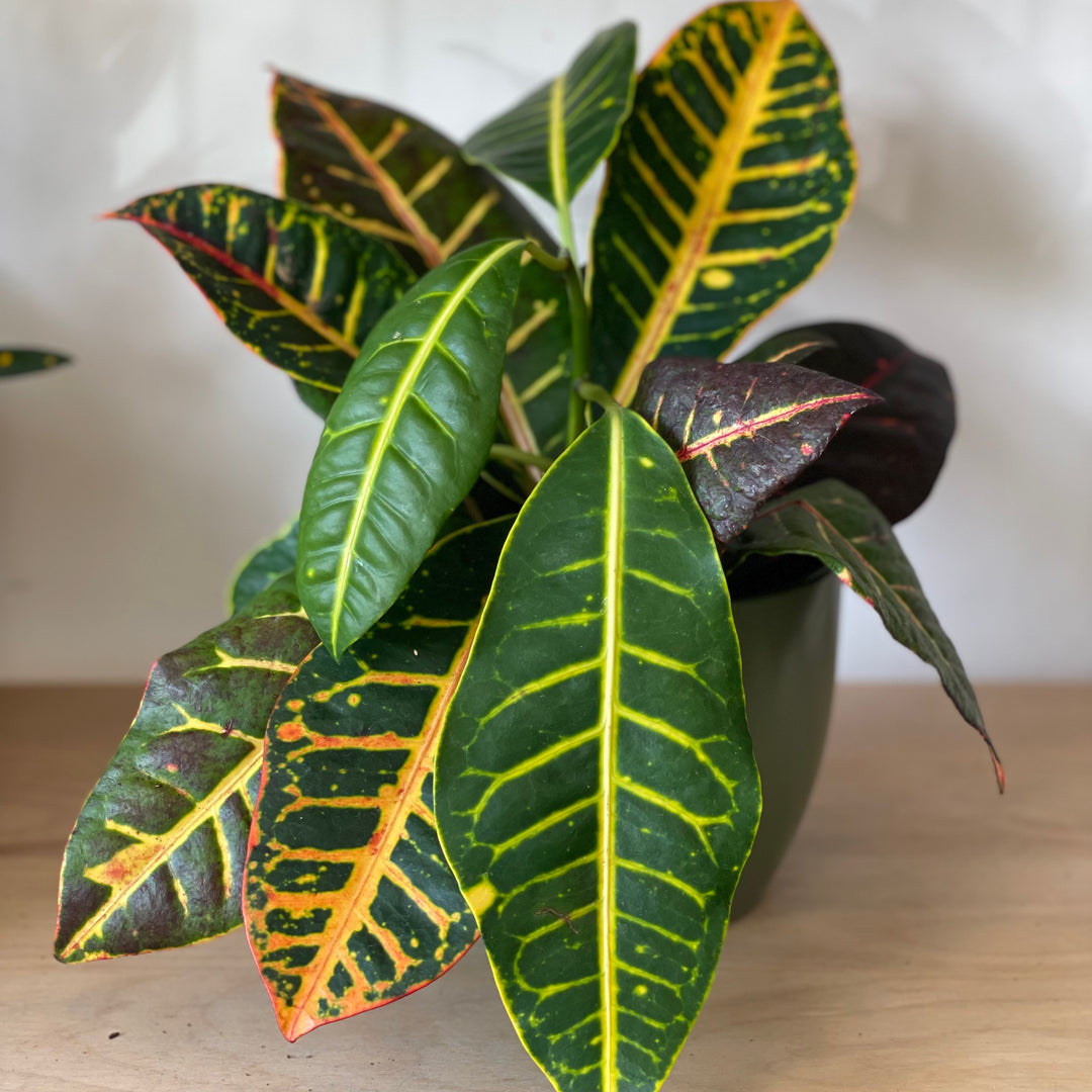 Croton - 3 in
