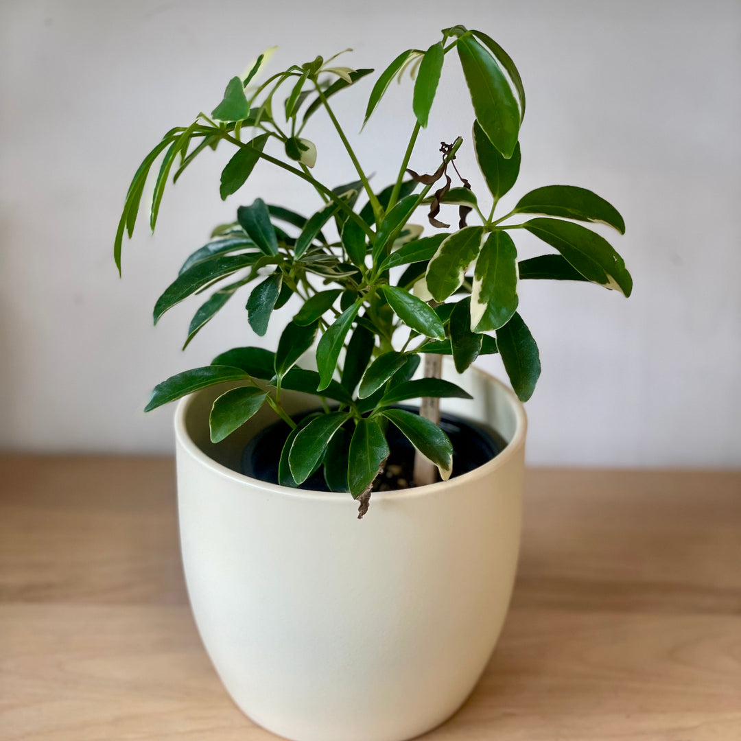 Schefflera Moondrop - 4 po