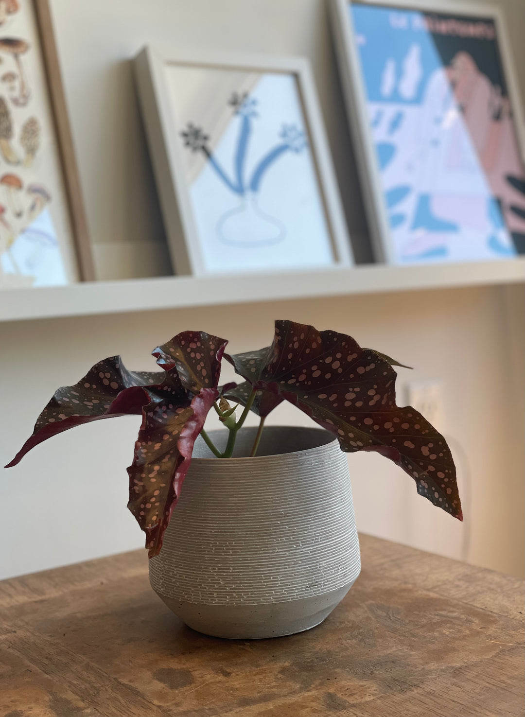 Begonia Crackin Rose - 4 po