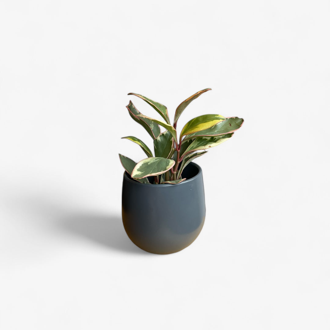 Peperomia Ginny - 3 po