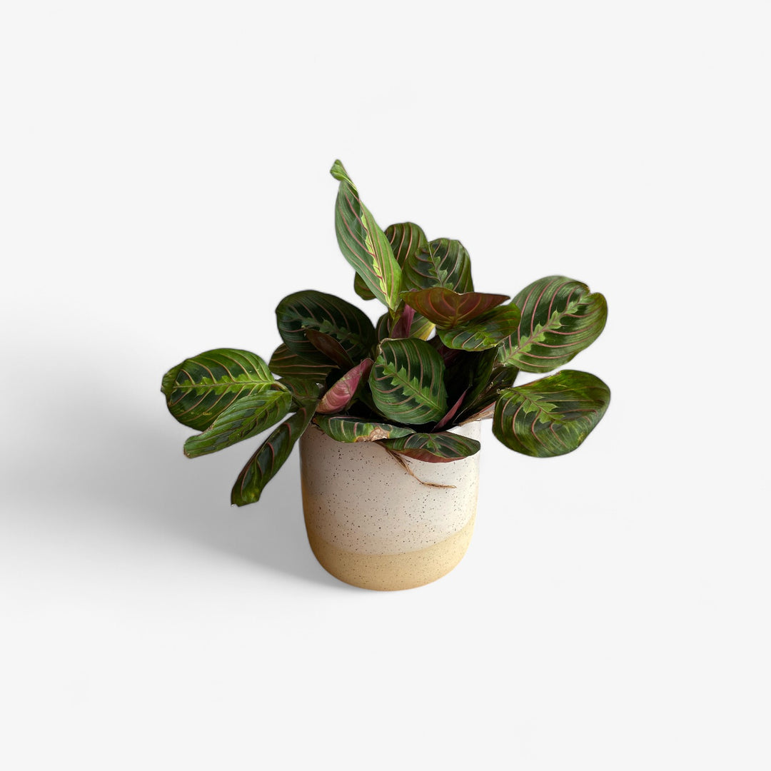 Maranta rouge - 3 po