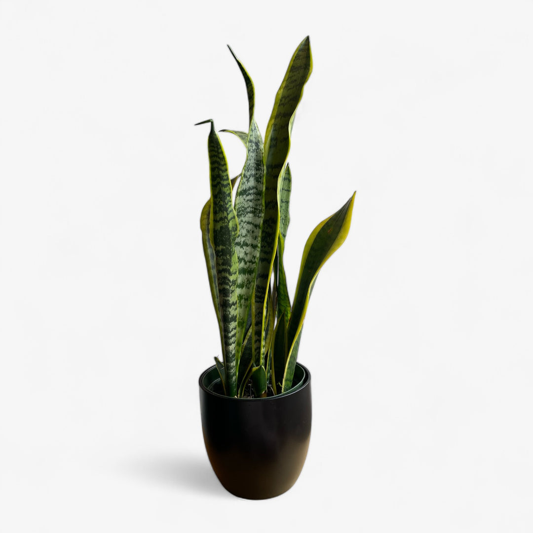 Sansevieria Laurentii - 6 in