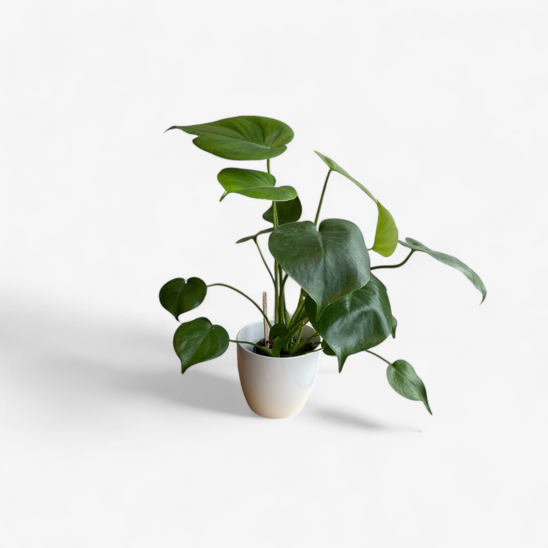 Philodendron Monstera Deliciosa - 4 po