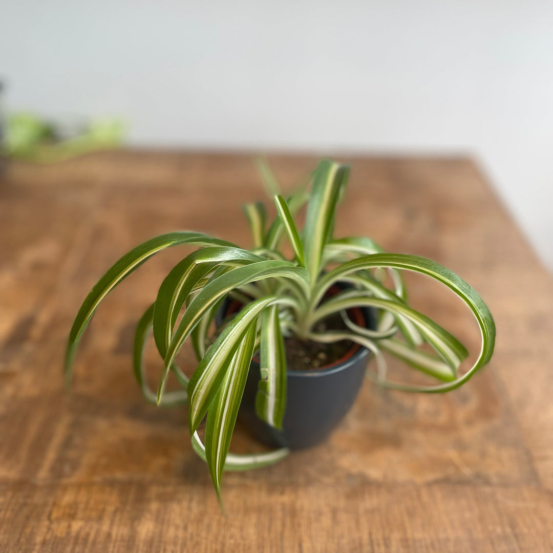 Chlorophytum - 4 in