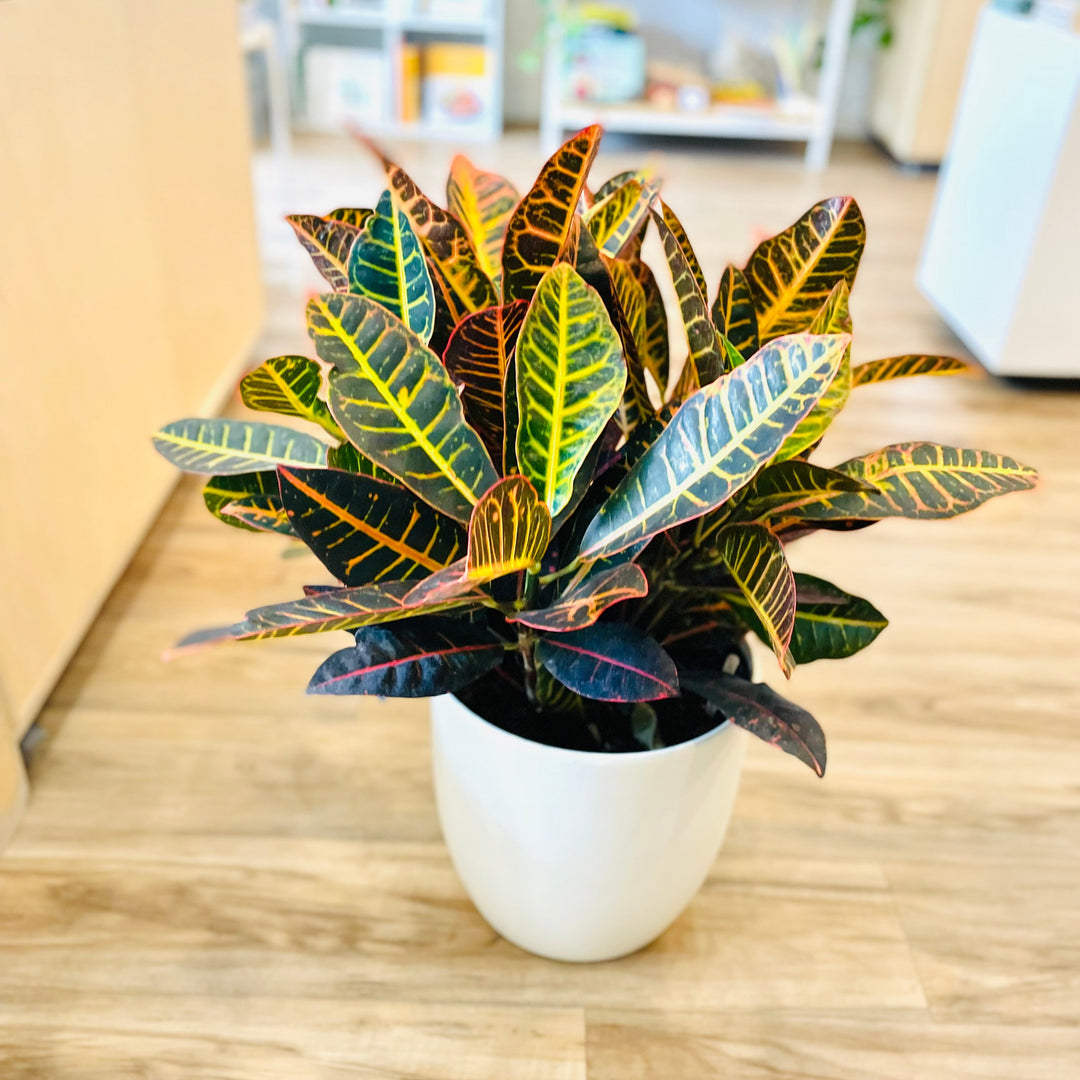 Croton petra - 10 po
