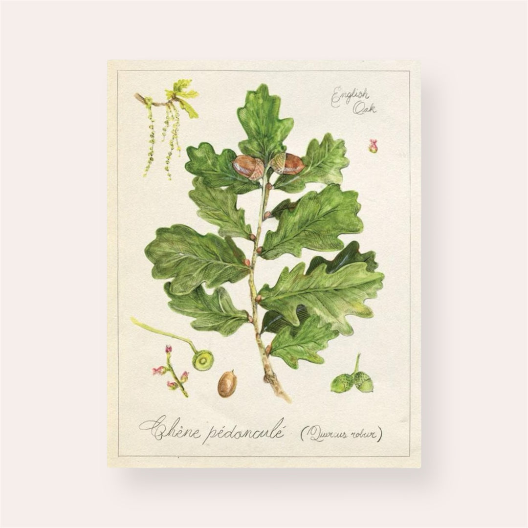 Affiche - Chêne Anglais Pédonculé