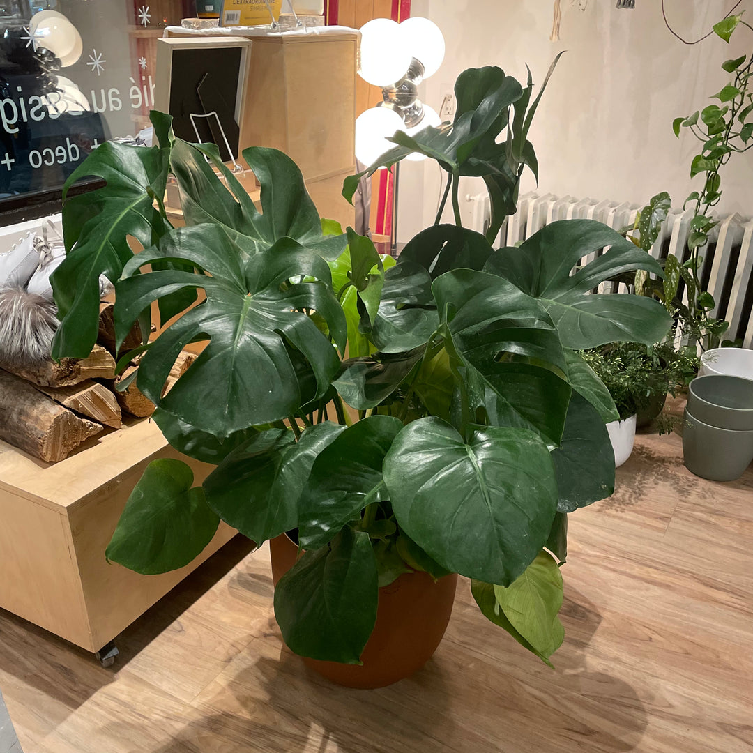 Philodendron Monstera Deliciosa - 10 in