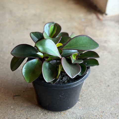 Peperomia Obtusifolia - 4 in