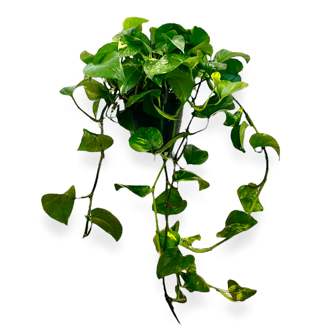 Golden Pothos - 6 in (long)