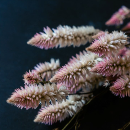Celosia - Bouquet of dried flowers - Flamingo