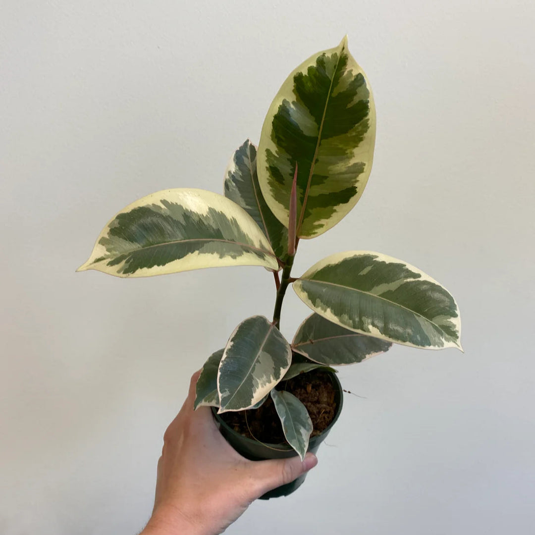 Ficus Elastica Rubber - 4 in