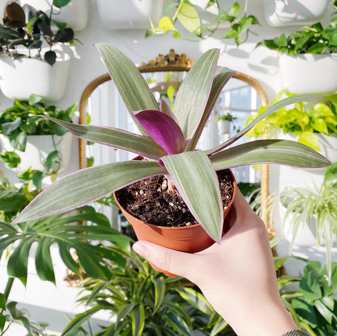 Calathea Roseo Picta - 4 in