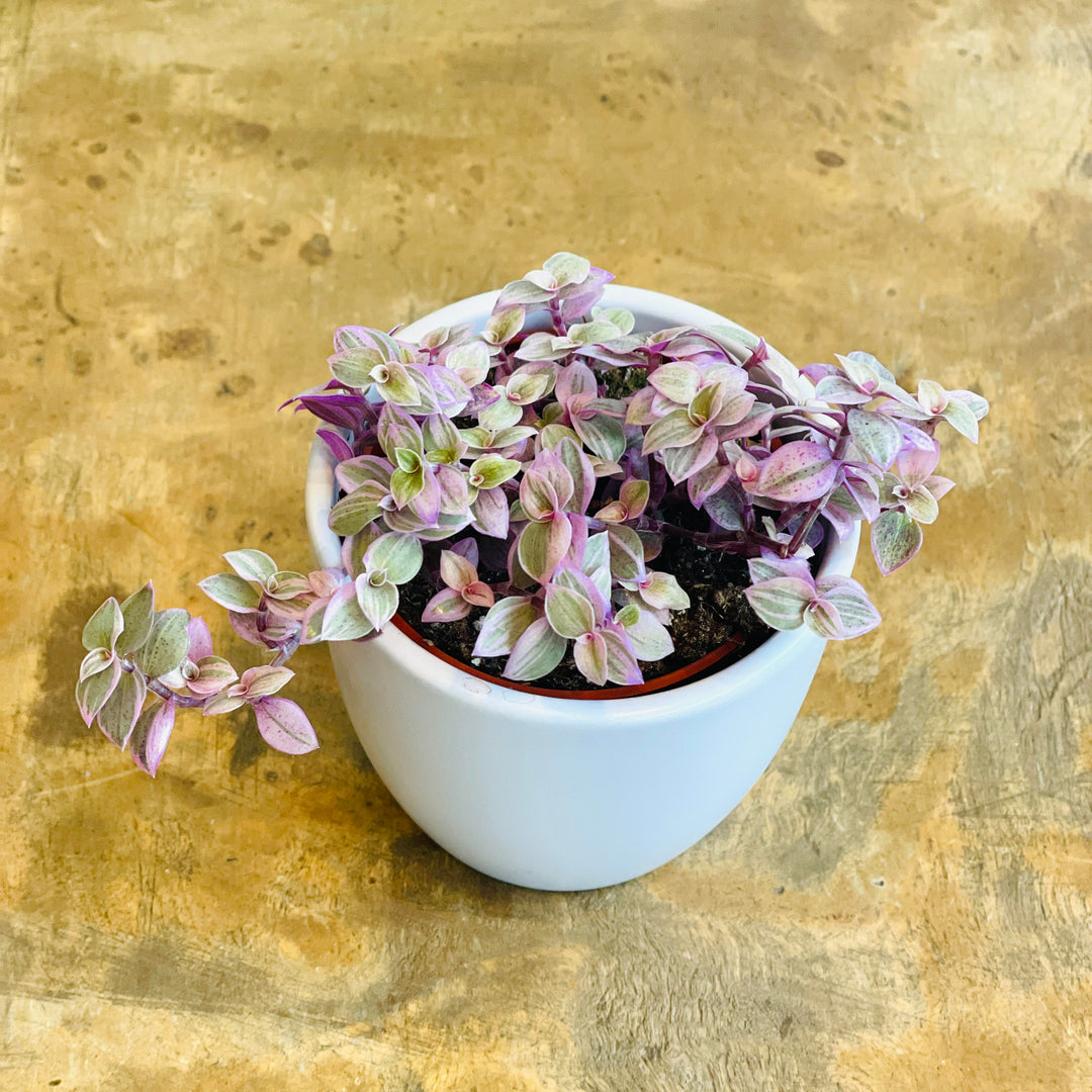 Callisia Pink Lady - 4 in