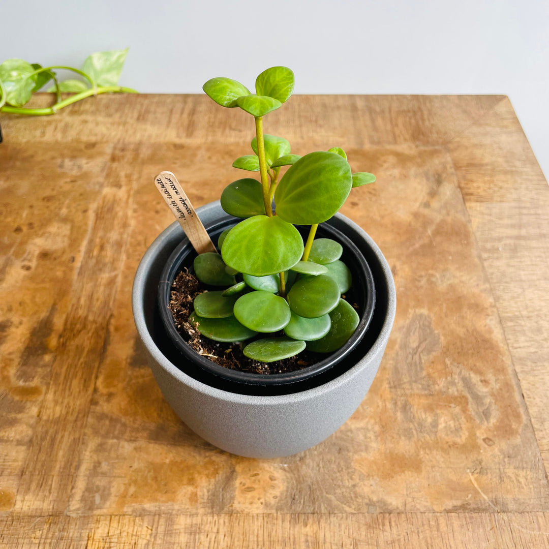 Peperomia Hope - 4 in