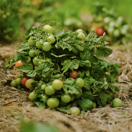 Seeds - Minibel tomatoes (+/- 30)
