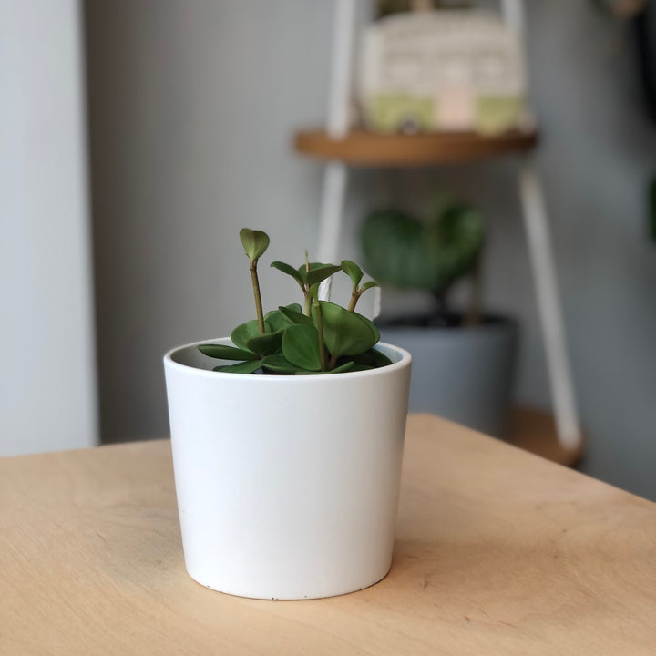 Peperomia Hope - 2.5 po