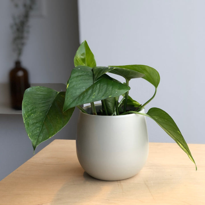 Golden Pothos - 4 in