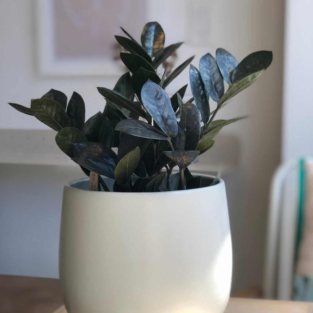 Zamioculcas Zamifolia - ZZ Plant - Raven - 6 in
