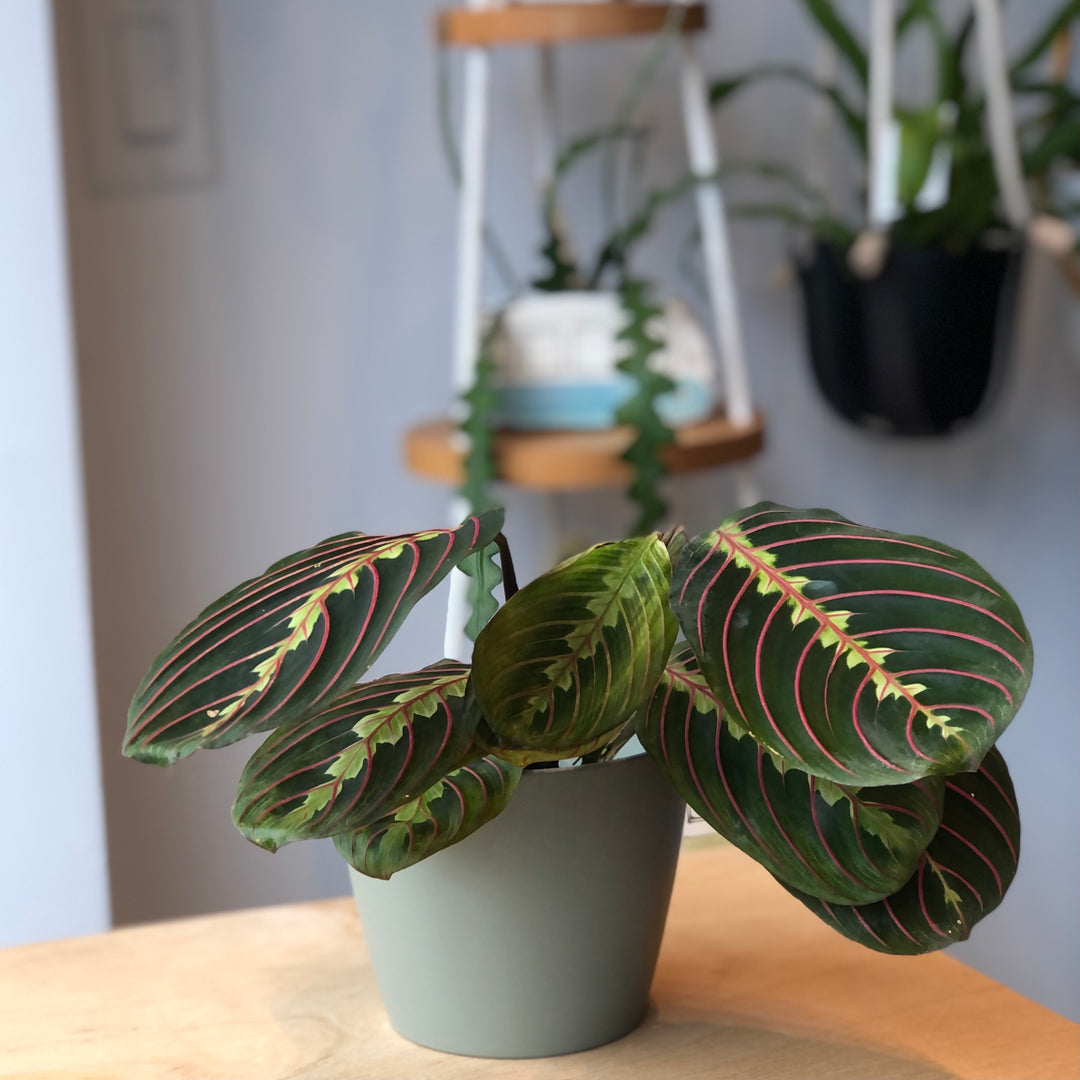 Maranta rouge - 4 po