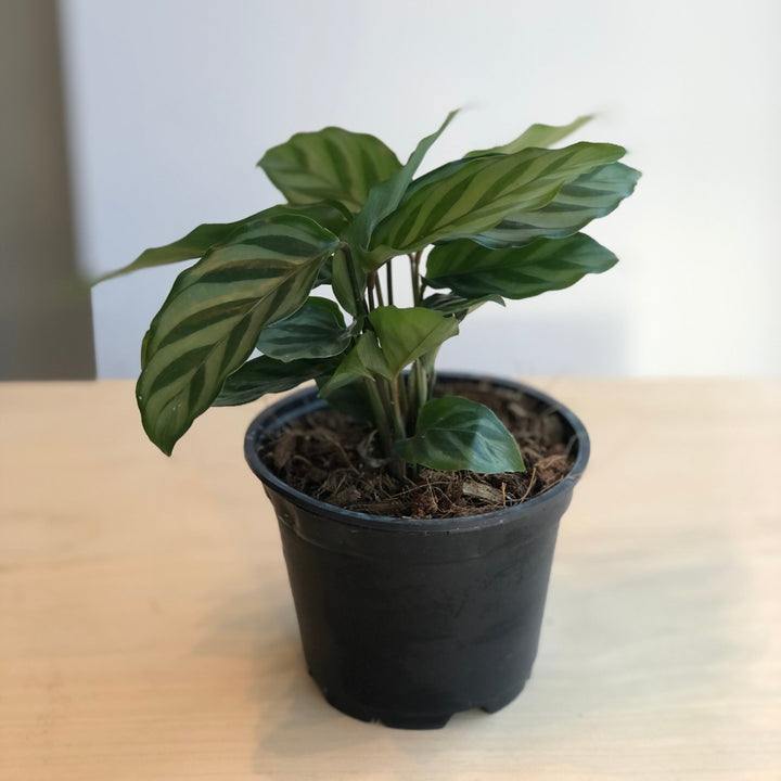 Calathea peacock (makoyana) - 2.5 po
