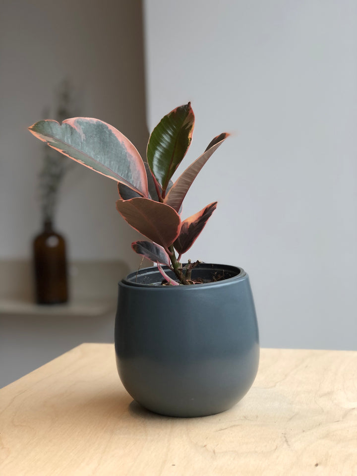 Ficus Elastica Tineke Ruby - 4 po