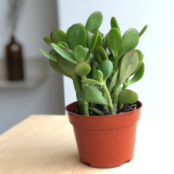 Crassula - Jade - 2.5 po