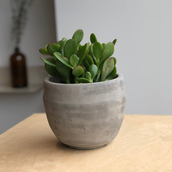 Crassula - Jade - 2.5 po