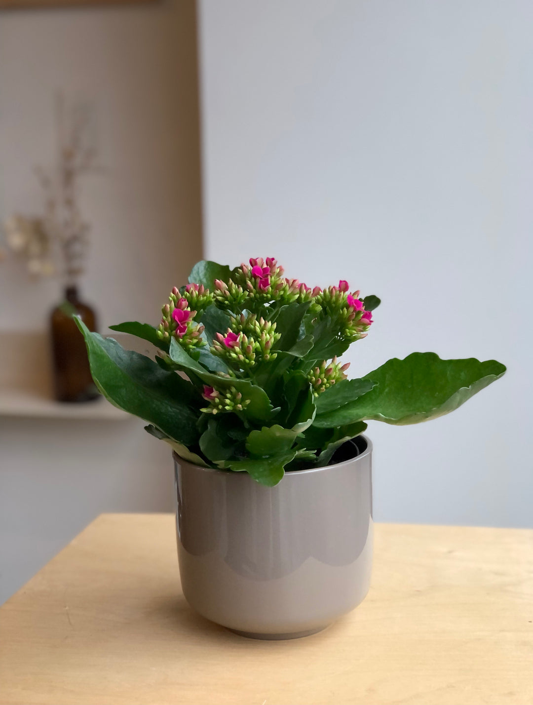 Kalanchoe - 4.5 po