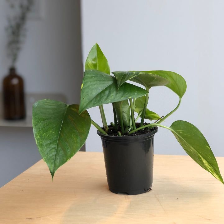 Golden Pothos - 4 in