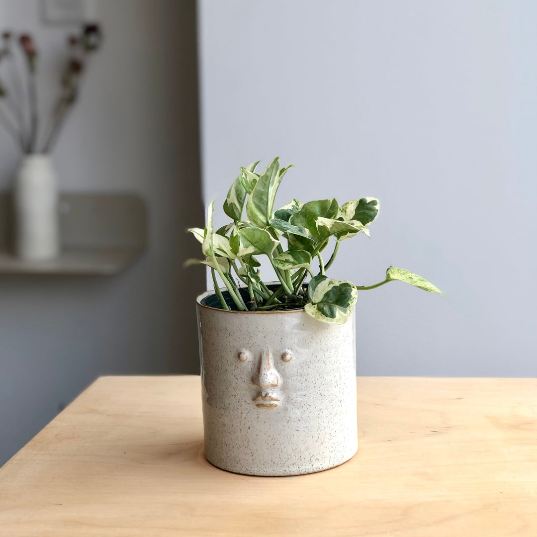Pothos Pearl & Jade - 4 po