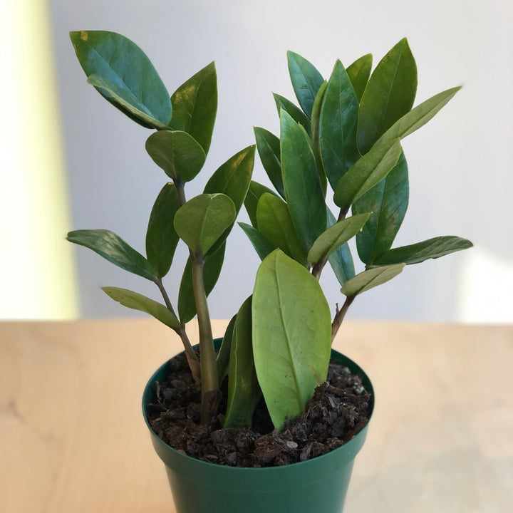 Zamioculcas  Zamifolia - Plante ZZ - 4 po