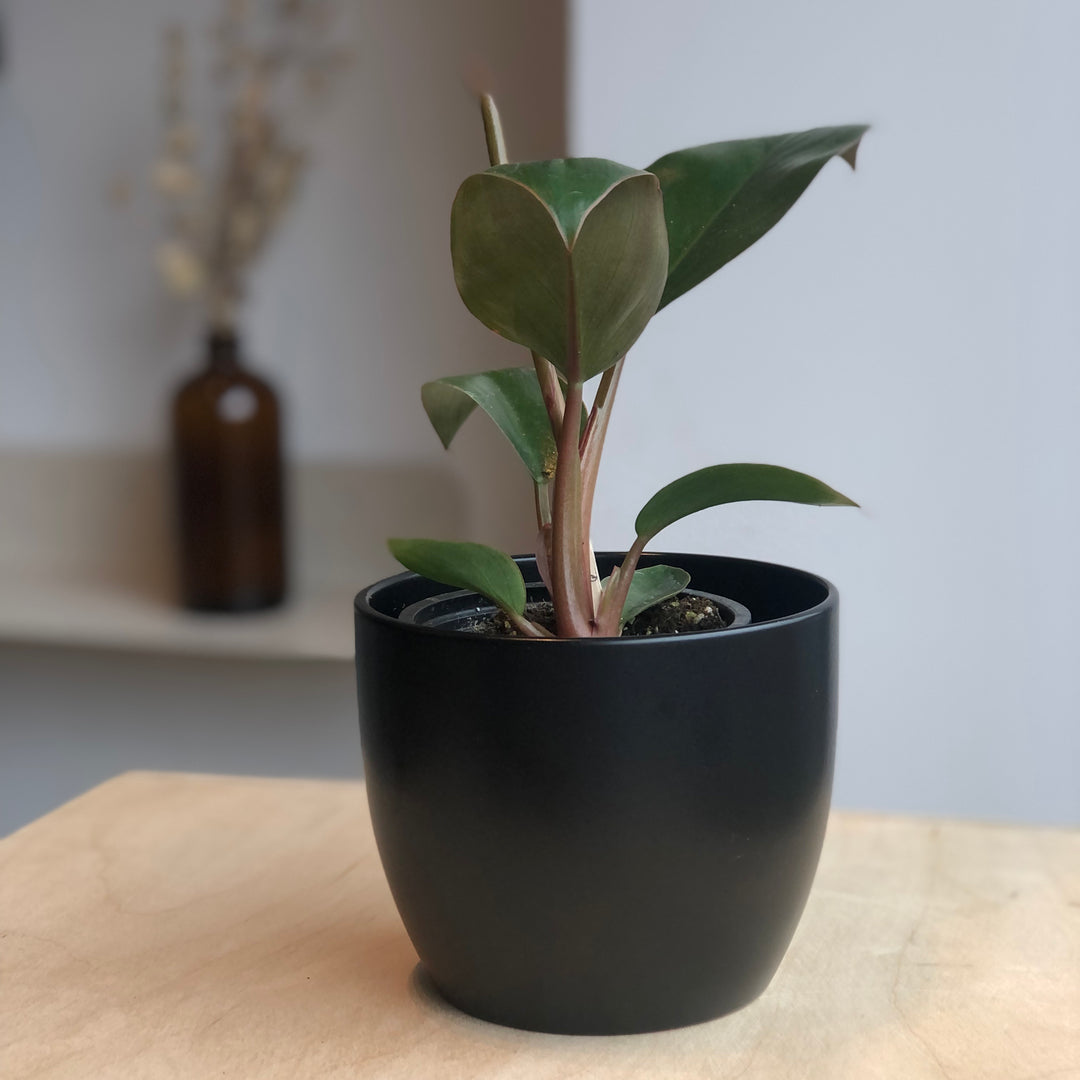 Philodendron Congo Rojo - 4 in