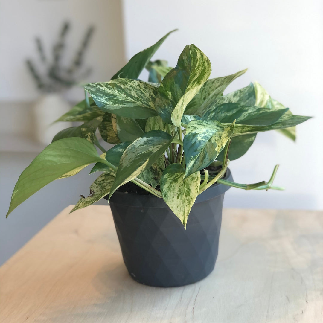 Pothos Marble Queen - 6 in.