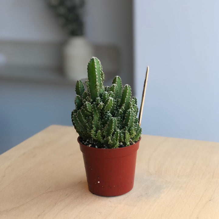 Cactus Fairy Castle - 2.5 po